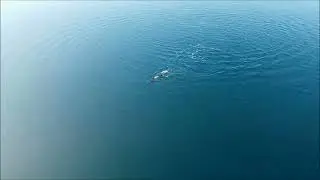 Igra dupina kod Paga