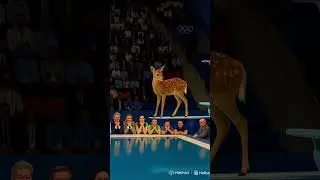 Wild Animals Take Over the Olympic Diving Board! 🦌🐗🦌🐻