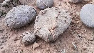 Fossil Corals- Arizona Desert- Broken Ox Creations