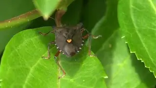 Red-legged shieldbug