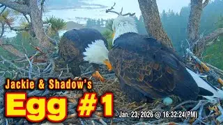 Jackie & Shadow's EGG #1 Laid Today | Jan. 23, 2026 @FOBBVCAM