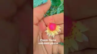 Flower Name comment please Like and sabsakaraeb my you tube family all My friends