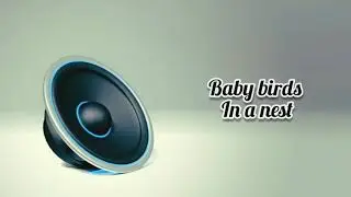 Baby birds in a nest - sound effects | sfx | No copyright ( download Link )