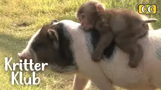 🐵Monkey едет BFF Мини свинья обратно везде🐷 л Kritter Klub