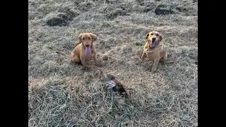 Minnesota Pheasant Hunting Opening Weekend 2025