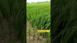 Agriculture 🙏 #nature #indian #harithaharam #savenature #thirupathimatla #cgr #forest #prakruthi