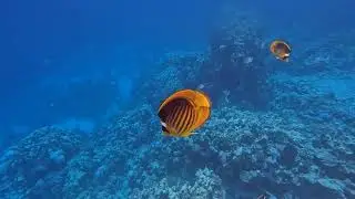 Бухта Ras Umm El Sid. Sharm el Sheikh.