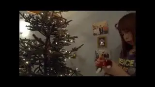 Christmas Tree Harvest 2015