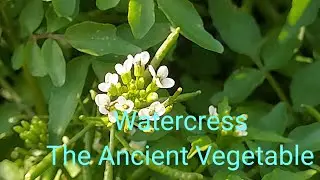 Watercress The Ancient Vegetable
