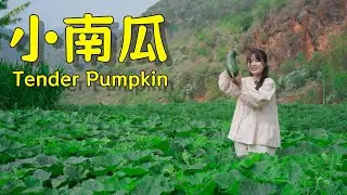 摘一颗鲜嫩南瓜，煮出满满夏日烟火味【叫我阿霞Channel】