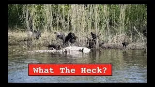 The Great Loop - Episode 11 - Okeechobee Waterway
