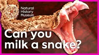Can you milk a snake? | Surprising Science