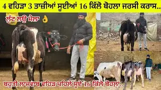 ਜਰਮਲ ਰੱਤਾ ਗੁੱਦੇ ਕੋਲ 4 ਵਹਿੜਾ ਵਿਕਾਊ 3 ਤਾਜ਼ੀਆਂ ਸੂਈਆਂ/ ਇਕ ਗੱਬਣ ਵਹਿੜ/ ਤਰਨਤਾਰਨ 