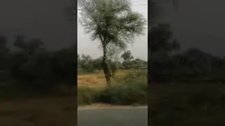 #Head Muhammad wala#multanroad