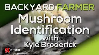 Mushrooms In The Landscape