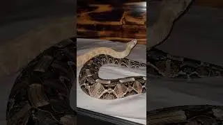 Albino Gaboon Viper showing breeding interest.