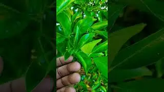Когда поливать цитрусовые? Следите за признаками. #цитрус