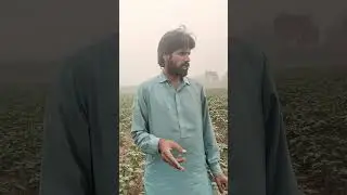 CKD hybrid sweat pepper veratiy (super Shimla) MahsahAllah fruiting stage performance