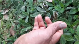 Planta Sagrada Yerba del Golpe
