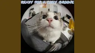Cat Mood On Point