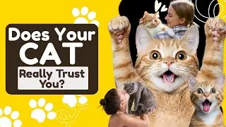 10 Heartwarming Signs Your Cat Truly Trusts You 🐾 | How to Build a Strong Bond With Your Cat