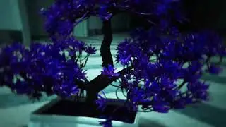 404lunar - BONSAI