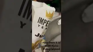 Pitching Imperial Yeast A38. Juice there it is!  #homebrew #homebrewer #homebrewing