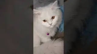 CAT OF HISTORY HAMARE NABI SAW #cat #prettycat #catlovers #catshorts #petlovers #shorts #shortvideo