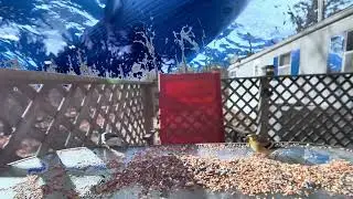 Whale And Birds On My Deck 4K HDR