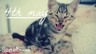 KILLER KITTENS?!