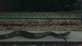 Rose Villain - il bacio del serpente feat. Guè (Visual Video)