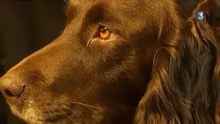 Ostéopathe animalier