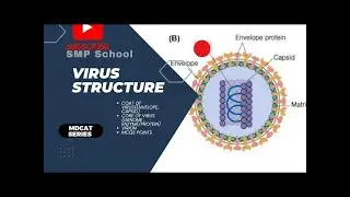 Virus Structure || Coat and Core of Virus || capsid |Virion | MDCAT Series || FSC || NEET || PTB/NBF