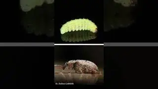 Jumping Wasp Cocoons! #insects #science