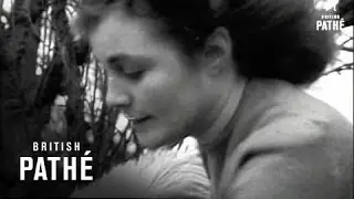 Shetland Pony Farm (1949)