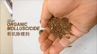 Organic Molluscicide Efficacy Video