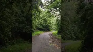 thenmala forest rain vibe #thenmala #forest #keralaforest #vibes #nature #amazing #colonelkkjϟ