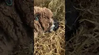 Nutmeg, is now a mum! #animals #sheep #sheepfarm #devonuk #devon #uk #farmer #farmuk #2025