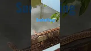 😮 Snake at Window!! 😮 #snake #shorts @UU14