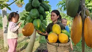 Harvesting ripe Papaya to sell at the market - Harvesting pickled Onions for long-term preservation