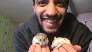 اشتريت هامستر جديد