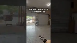 Trying to work on my form. She just wants attention.