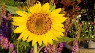 🌻Our Summer Garden Tour, Our yard in Early August.