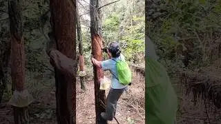 Collecting Pine Resin For Medicinal and Practical Uses #farmingtech @HappyFarm85