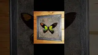 Ornithoptera victoriae reginae FORM BRABANTI в рамке!