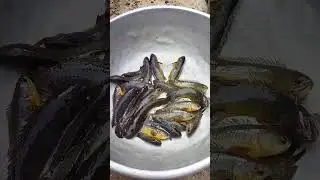 Biler mach##short##viral##