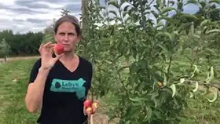 Wickson Crab Apple, Carlson OrchardMA