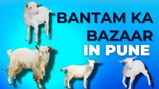 Extreme top quality bantam goats for sale in Pune Kondwa.