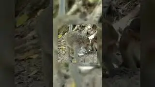 Monkey Story #Shorts