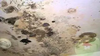 Do Your House Have Mold in Long Beach CA